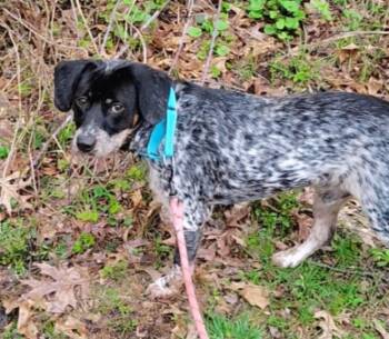 Mixed Breed Dogs Available for Adoption in Osseo, Michigan - Max | PetCurious