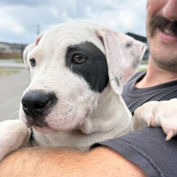 Thirsty Thursday -  American Staffordshire Terrier Dog for Adoption in Columbia, South Carolina - Thirsty Thursday | PetCurious