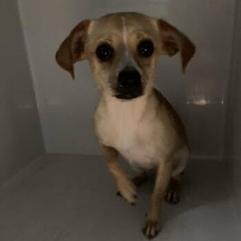 Chihuahua Dogs Available for Adoption in Anahuac, Texas - Belly | PetCurious