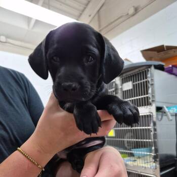 Moon Pie -  Black Labrador Retriever Dog for Adoption in Ardmore, Oklahoma - Moon Pie | PetCurious