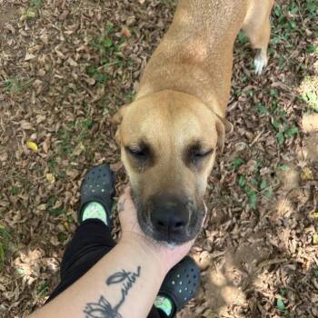 Bear -  Mixed Breed Dog for Adoption in Huntsville, Alabama - Bear | PetCurious