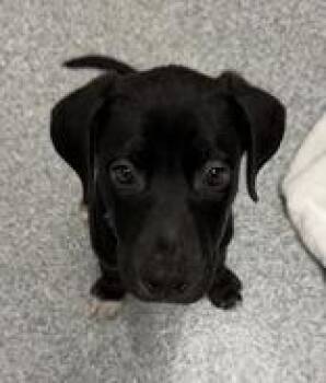 Hansel -  Labrador Retriever Dog for Adoption in Orland Hills, Illinois - Hansel | PetCurious