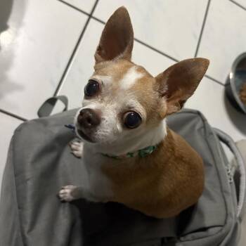 Bella -  Chihuahua Dog for Adoption in Alafaya, Florida - Bella | PetCurious