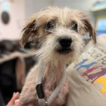 Smirf -  Terrier Dog for Adoption in Philadelphia, Pennsylvania - Smirf | PetCurious