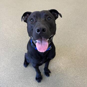 Vader -  Pit Bull Terrier Dog for Adoption in Chicago, Illinois - Vader | PetCurious