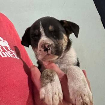 Catahoula Leopard Dog Dogs Available for Adoption in Hinesville, Georgia - Pinot | PetCurious