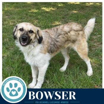 Bowser 082926 -  Australian Shepherd Dog for Adoption in Kimberton, Pennsylvania - Bowser 082926 | PetCurious