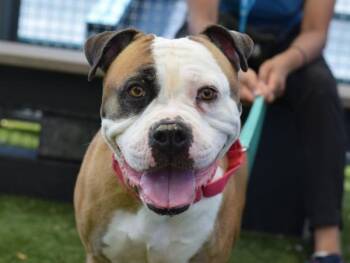 Dahlia -  Mixed Breed Dog for Adoption - Dahlia | PetCurious