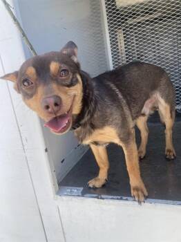 Rocket - URGENT - LONGTIME RESIDENT -  Chihuahua and Miniature Pinscher Dog for Adoption in Thousand Oaks, California - Rocket - URGENT - LONGTIME RESIDENT | PetCurious