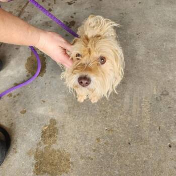 Tegan -  Yorkshire Terrier and Mixed Breed Dog for Adoption in Birmingham, Alabama - Tegan | PetCurious