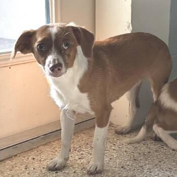 Sprinkle 2363 -  Mixed Breed Dog for Adoption in Loxahatchee Groves, Florida - Sprinkle 2363 | PetCurious