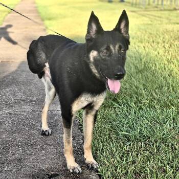 Peg Leg Pete -  German Shepherd Dog and Australian Cattle Dog Blue Heeler Dog for Adoption in Liverpool, Texas - Peg Leg Pete | PetCurious