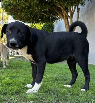 Rescue Mixed Breed Dogs for Adoption in Puyallup, Washington - Manda | PetCurious