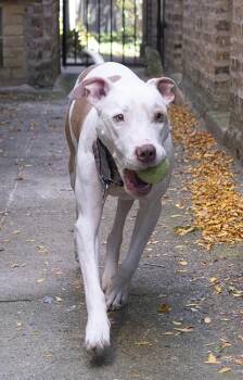 Hank -  Pit Bull Terrier Dog for Adoption in Chicago, Illinois - Hank | PetCurious