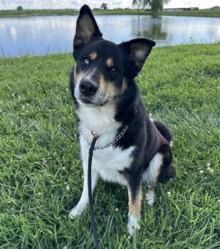 Luca -  Husky Dog for Adoption in Evansville, Indiana - Luca | PetCurious