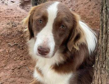 Lil Bit -  Australian Shepherd Dog for Adoption in Winter Park, Colorado - Lil Bit | PetCurious