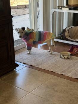 Squeaky -  Terrier Dog for Adoption in Phoenix, Arizona - Squeaky | PetCurious