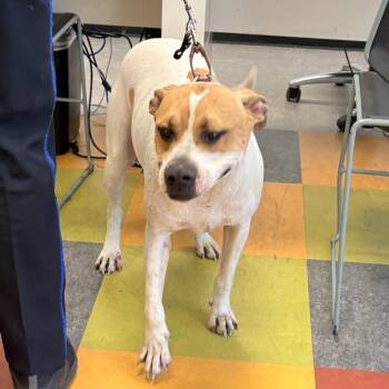 Pit Bull Terrier Dogs Available for Adoption in Philadelphia, Pennsylvania - Fatty | PetCurious