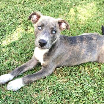 Sherbet -  Australian Shepherd and Labrador Retriever Dog for Adoption in Austin, Texas - Sherbet | PetCurious
