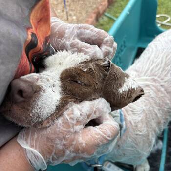 Rescue Welsh Terrier Dogs for Adoption in Huntington, New York - Benny | PetCurious