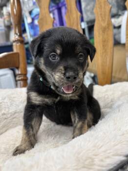 Rescue German Shepherd Dog Dogs for Adoption in Mount Pleasant, South Carolina - Arnold Palmer | PetCurious