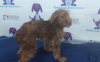 Wheaten Terrier and Mixed Breed Dogs Available for Adoption in Orlando, Florida - A595817 | PetCurious