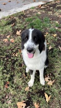 Rescue Great Pyrenees Dogs for Adoption in Los Angeles, California - Chloe ~ Gorgeous And Gentle | PetCurious