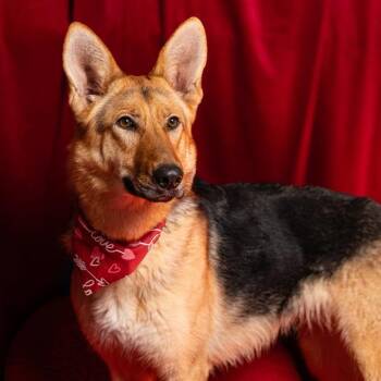 German Shepherd Dog Dogs Available for Adoption - SKYE | PetCurious