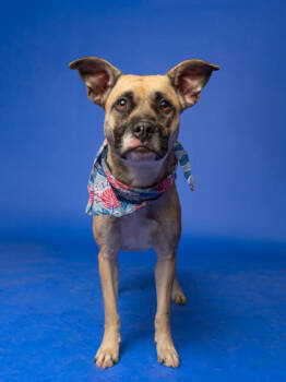 Rescue Mixed Breed Dogs for Adoption in Atlanta, Georgia - Pawn | PetCurious