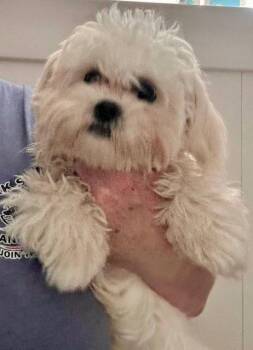 Maltese and Shih Tzu Dogs Available for Adoption - Loki | PetCurious