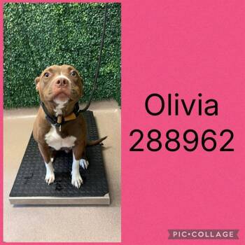 OLIVIA -  Pit Bull Terrier and Mixed Breed Dog for Adoption in Macon, Georgia - OLIVIA | PetCurious