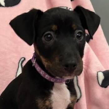 Beagle and Miniature Pinscher Dogs Available for Adoption in Andover, Massachusetts - Penny Power | PetCurious