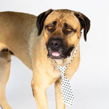 Mastiff Dogs Available for Adoption - Stewie (fka Marmaduke) | PetCurious