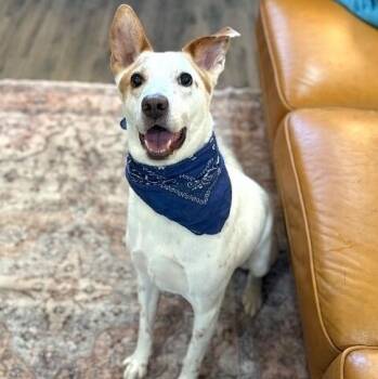 Labrador Retriever and German Shepherd Dog Dogs Available for Adoption in Friendswood, Texas - Ranchito Dorito The Most Chill Dude | PetCurious