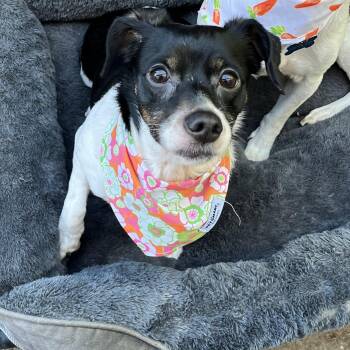 Rat Terrier Dogs Available for Adoption in Hayward, California - Buddy | PetCurious
