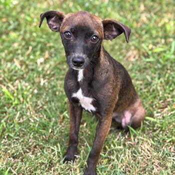 Spring -  Chihuahua and Italian Greyhound Dog for Adoption in Brownsboro, Alabama - Spring | PetCurious