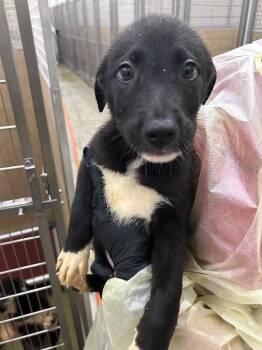 Micah -  Mixed Breed Dog for Adoption in Hobbs, New Mexico - Micah | PetCurious