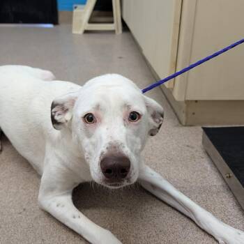 Nakita -  Mixed Breed Dog for Adoption in Ardmore, Oklahoma - Nakita | PetCurious