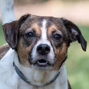 Bailey -  Chihuahua and Jack Russell Terrier Dog for Adoption in Portland, Oregon - Bailey | PetCurious