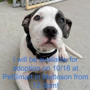 Pastrami -  Pit Bull Terrier Dog for Adoption in Matteson, Illinois - Pastrami | PetCurious