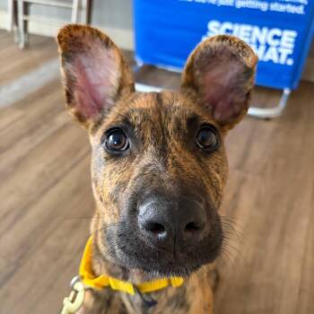 Wally -  Mixed Breed Dog for Adoption in Westhampton, New York - Wally | PetCurious