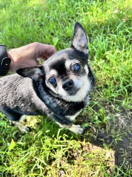 Chihuahua Dogs Available for Adoption in Saginaw, Michigan - Max | PetCurious