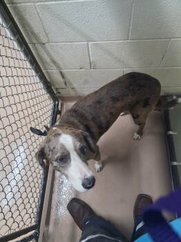 Fusion -  Hound Dog for Adoption in Nacogdoches, Texas - Fusion | PetCurious