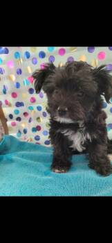 Rescue Shih Poo Dogs for Adoption in Torrance, California - Ike | PetCurious