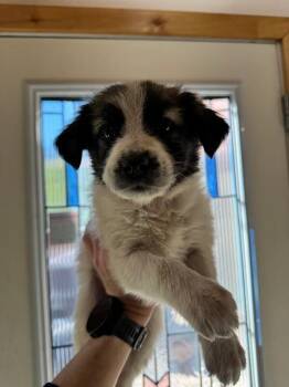 Smore -  Mixed Breed Dog for Adoption in Exshaw, Alberta - Smore | PetCurious