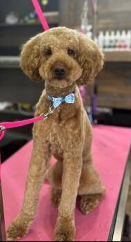 Miles -  Standard Poodle Dog for Adoption in Newport, Kentucky - Miles | PetCurious