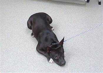 Rescue English Bulldog and Mixed Breed Dogs for Adoption in Omaha, Nebraska - EDVARD | PetCurious