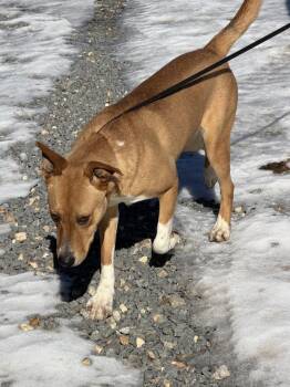 Carolina Dog Dogs Available for Adoption - Dixie | PetCurious