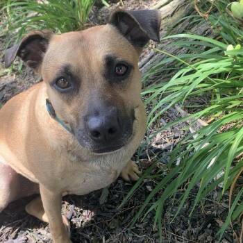 Sadie -  Jack Russell Terrier Dog for Adoption - Sadie | PetCurious