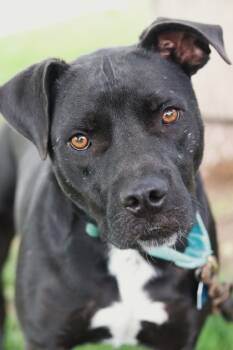Rescue Mixed Breed Dogs for Adoption in Walla Walla, Washington - Limousine | PetCurious
